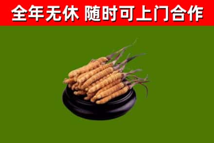 城东烟酒回收冬虫夏草.jpg